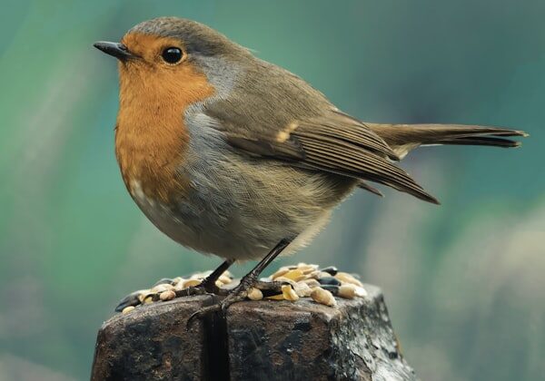 Traditional trout fishing techniques